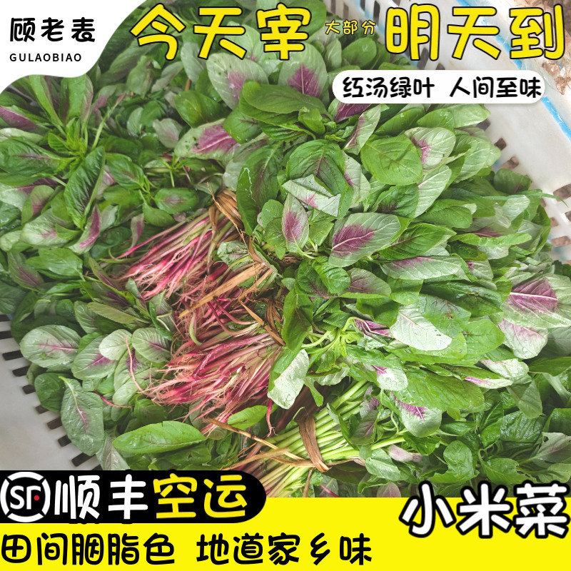 空运次日达小米菜云南红花苋菜