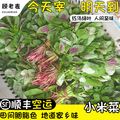 空运次日达小米菜云南红花苋菜