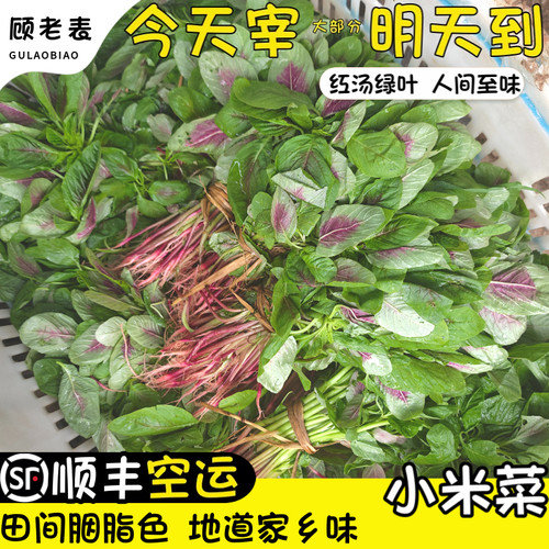 空运次日达小米菜云南红花苋菜