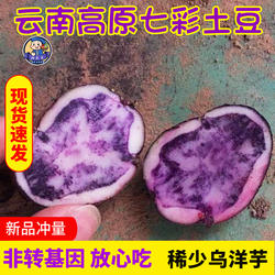 云南七彩土豆紫色乌洋芋新鲜花心紫心黑土豆大凉山现挖马铃薯9斤