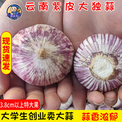 顾老表云南特大果大独蒜