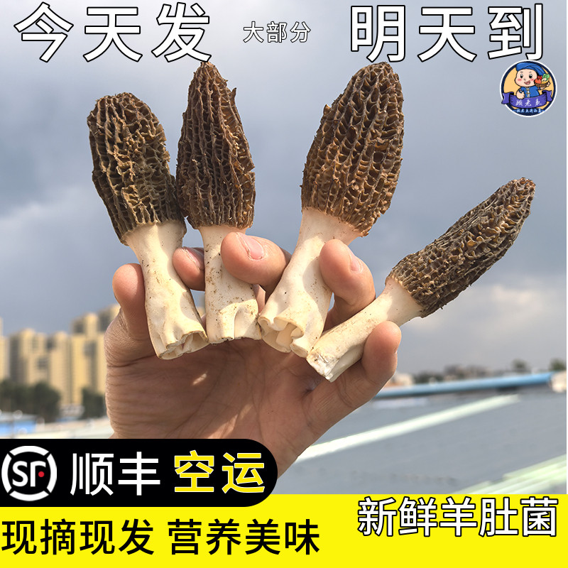 顺丰空运次日达羊肚菌一口难忘