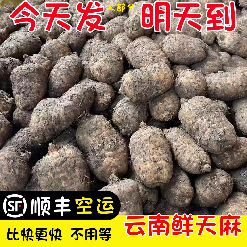 顺丰空运天麻顾老表仿野种植