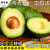 空运次日达云南孟连牛油果新鲜国货西双版 纳哈斯牛油果特大鳄梨