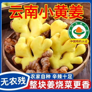 正宗云南小黄姜新鲜生姜嫩姜2025新货有机老姜祛湿驱寒官方旗舰店