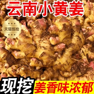 正宗云南小黄姜2025优质有机新鲜生姜罗平老姜批发姜粉官方旗舰店