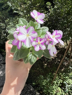 G118苦苣苔非洲堇：溜冰场对版苗（迷你缟花）室内耐阴四季开花