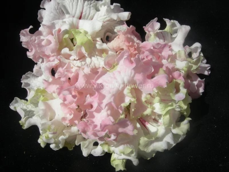 苦苣苔进口堇兰~柔粉色，非常漂亮的一款粉色重瓣品种,鲜花速递/花卉仿真/绿植园艺,时令草本花卉,淘宝优惠券,粉丝福利购,淘宝优惠卷