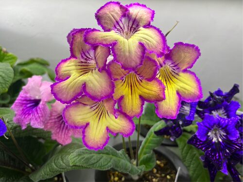 苦苣苔进口堇兰~莫尼察（低温叶片黄）老叶片发黄介意慎拍