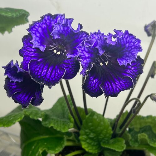 苦苣苔进口堇兰：引力，室内耐阴四季开花