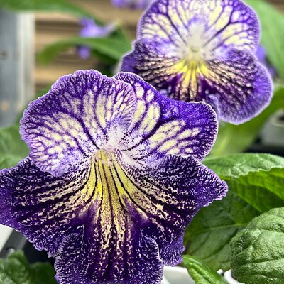 苦苣苔进口堇兰：百老汇，室内耐阴多季节开花多年生草本植物