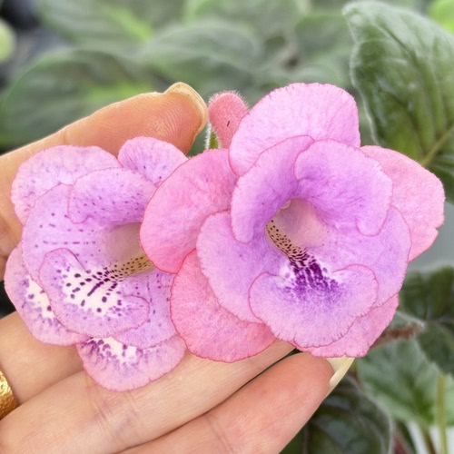 苦苣苔迷岩：浪漫音符，室内耐热耐荫多季节开花多年生球种
