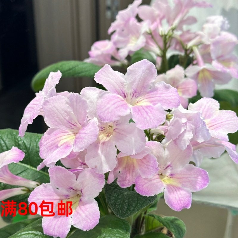 苦苣苔堇兰：MZ-粉佳人，粉嫩的仙女，室内耐荫四季开花