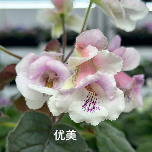 苦苣苔迷套：优美音符，耐热耐荫多季节开花迷你岩桐球种植物