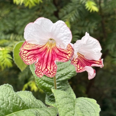 苦苣苔堇兰：MZ-凤尾，室内耐荫多季节开花多年前草本植物