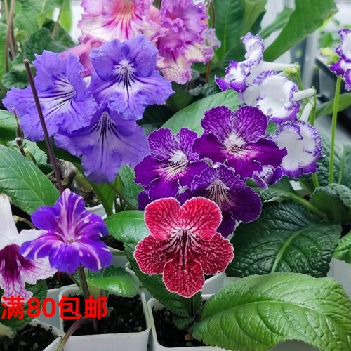 苦苣苔植物加热包，温度零下3-8度拍加热包哦，不拍冻坏没售后