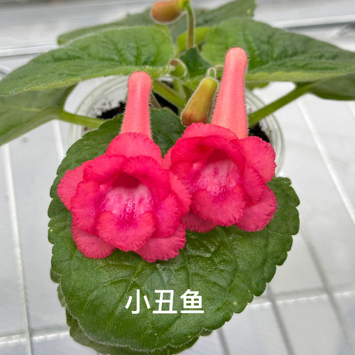 苦苣苔迷套：小丑鱼，室内耐荫耐热多季节开花多年生球种