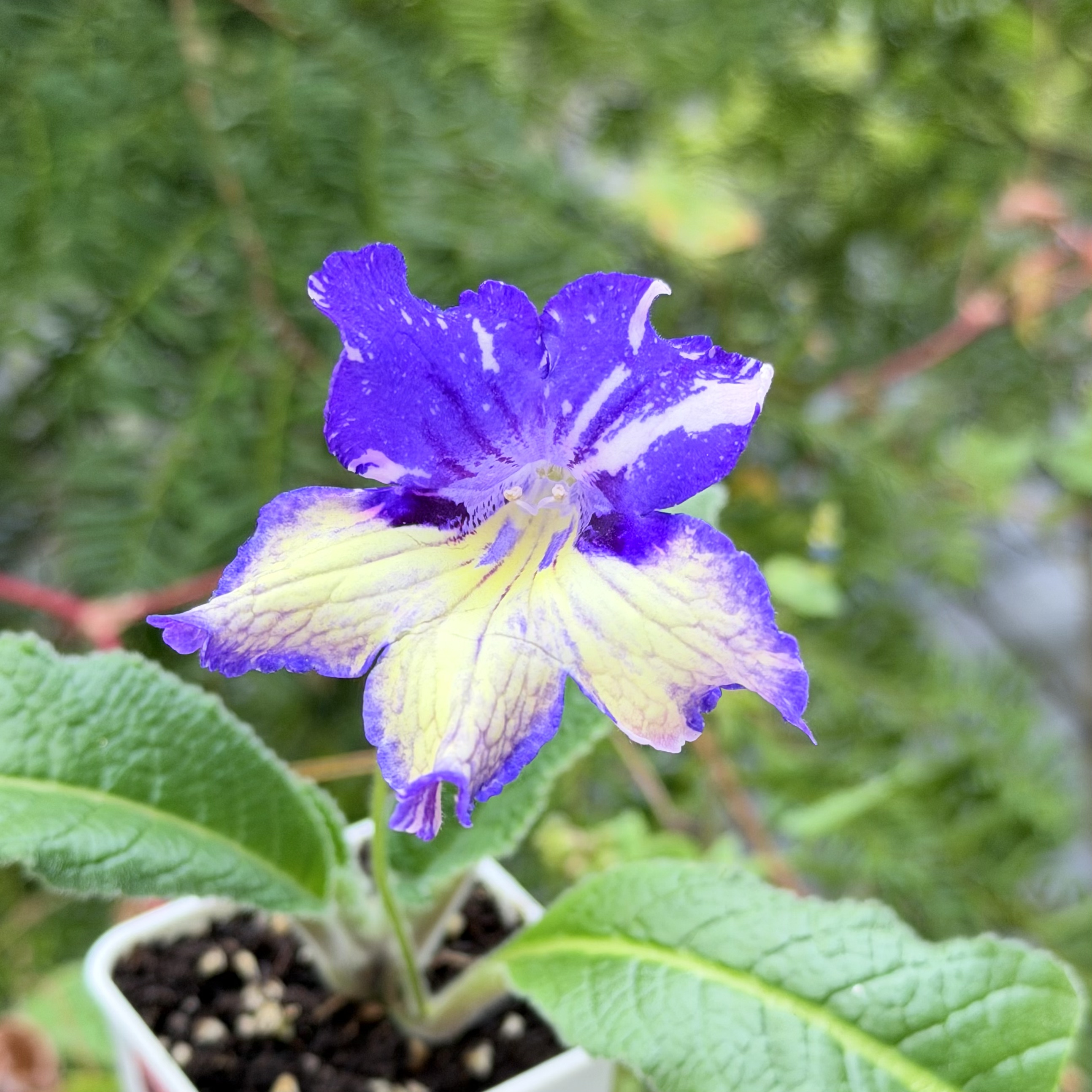 苦苣苔堇兰：隆河星夜（嵌合体）室内耐荫多季节开花多年生草本