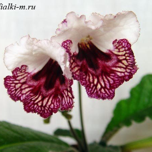 苦苣苔堇兰：Kika奇卡，室内耐阴，四季开花，多年生草本植物