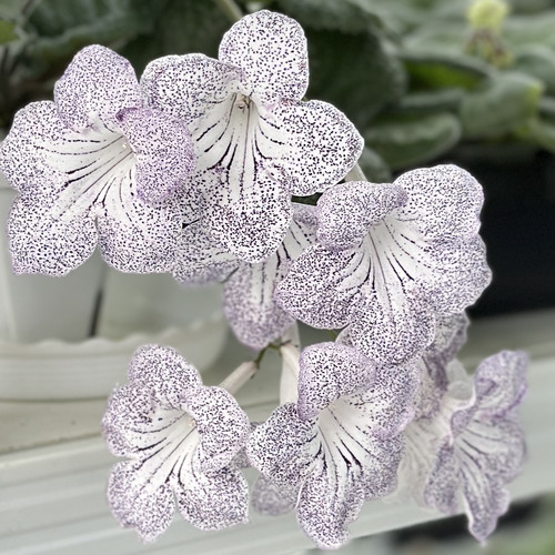 苦苣苔非洲堇堇兰：富兰克林.多蒂，白色斑点丰花性好