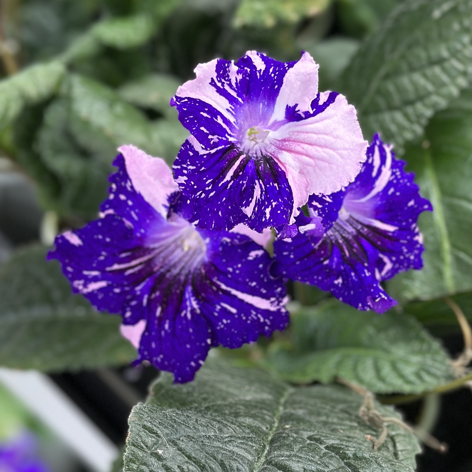 苦苣苔进口堇兰~DS-2019嵌合体，室内耐阴，多季节开花