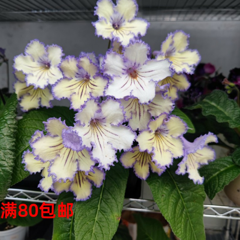 苦苣苔进口堇兰~珍珠（爆款），室内耐阴多季节开花多年生草本