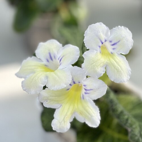 苦苣苔堇兰：金发女孩（迷你斑叶）室内耐阴四季开花多年生草本