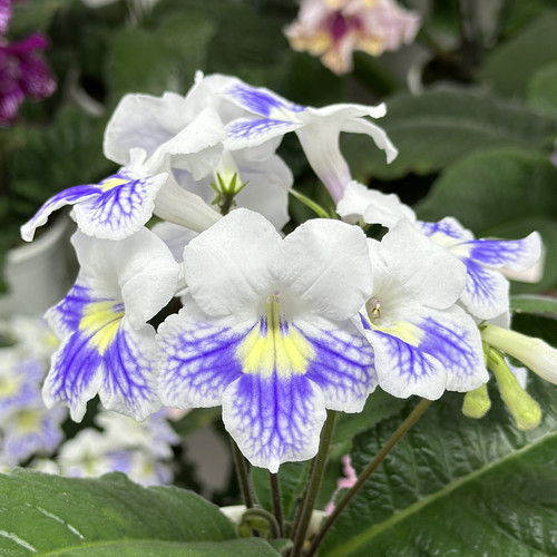 苦苣苔堇兰：蓝莓之夜（国内培育）室内耐阴四季开花多年生草本