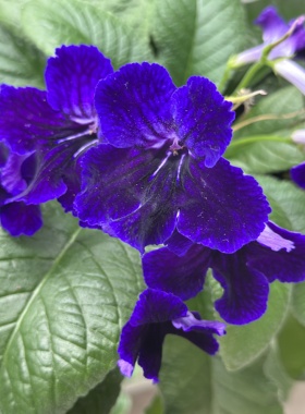 苦苣苔堇兰：紫绒（丝绒质感的深紫色）室内耐荫多季节多年生