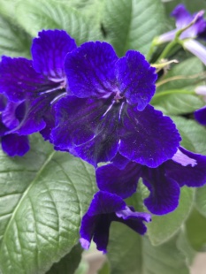 苦苣苔堇兰：紫绒（丝绒质感的深紫色）室内耐荫多季节多年生