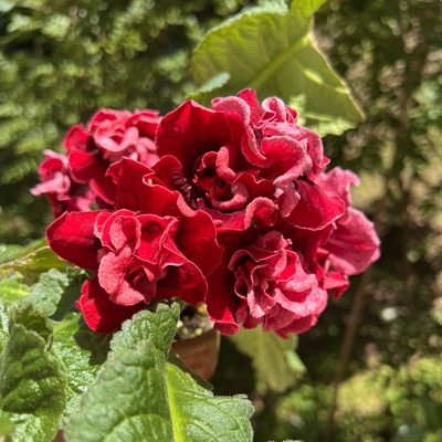 苦苣苔进口堇兰：女主角（大花重瓣）此品种难养，新手慎拍