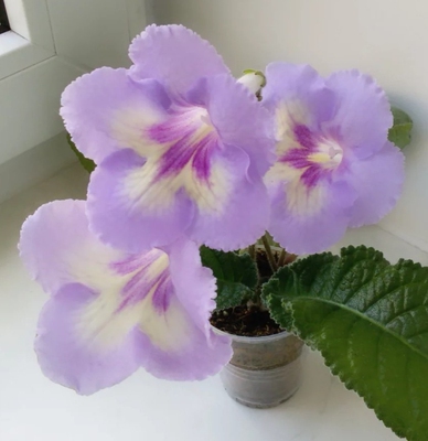 苦苣苔进口堇兰~7191大花，室内花卉，多季节开花，多年生草本