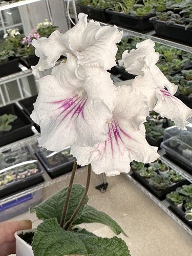 苦苣苔堇兰：MZ-雪玲珑，室内耐荫多季节开花多年生草本植物