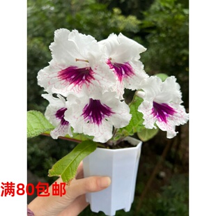 苦苣苔堇蘭：KS 開(kāi)花多年生草本 室內(nèi)耐蔭四季 2007漿果冰激凌