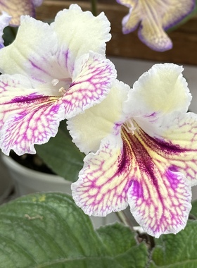 苦苣苔进口堇兰：珍妮弗KT-Jennifer Lopez室内耐阴多季节开花