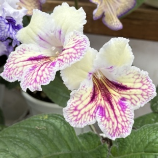 苦苣苔进口堇兰:珍妮弗KT-Jennifer Lopez室内耐阴多季节开花