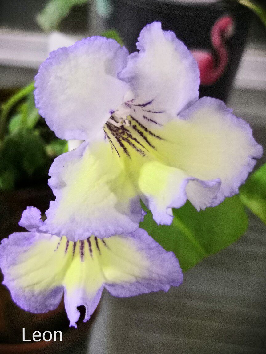 苦苣苔进口堇兰~Leon里昂，小清新系列，四季开花