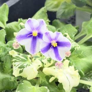 苦苣苔非洲堇缟花:拉普兰,迷你斑叶十字花非洲紫罗兰