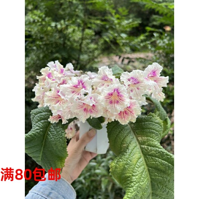 苦苣苔进口堇兰~日落（小株型苗小慎拍）丰花爆花，室内耐阴