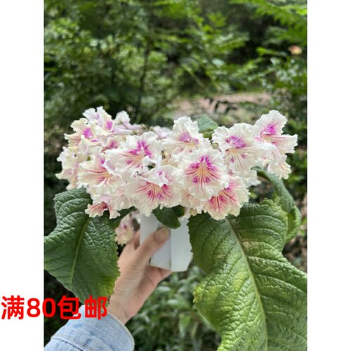 苦苣苔进口堇兰~日落（小株型苗小慎拍）丰花爆花，室内耐阴