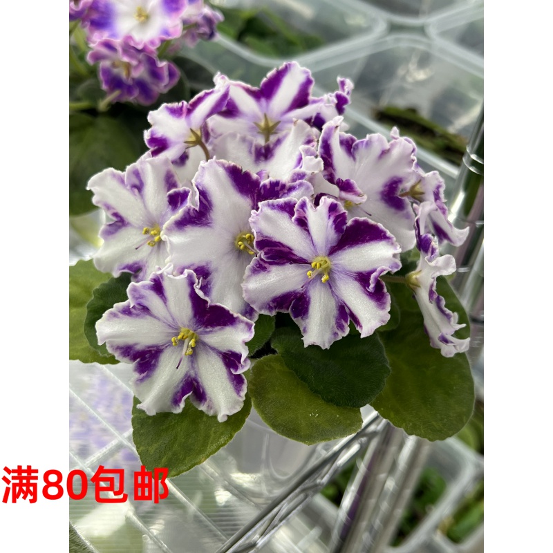 G033苦苣苔非洲堇：加加林对版苗，标准十字花，室内耐荫四季开花