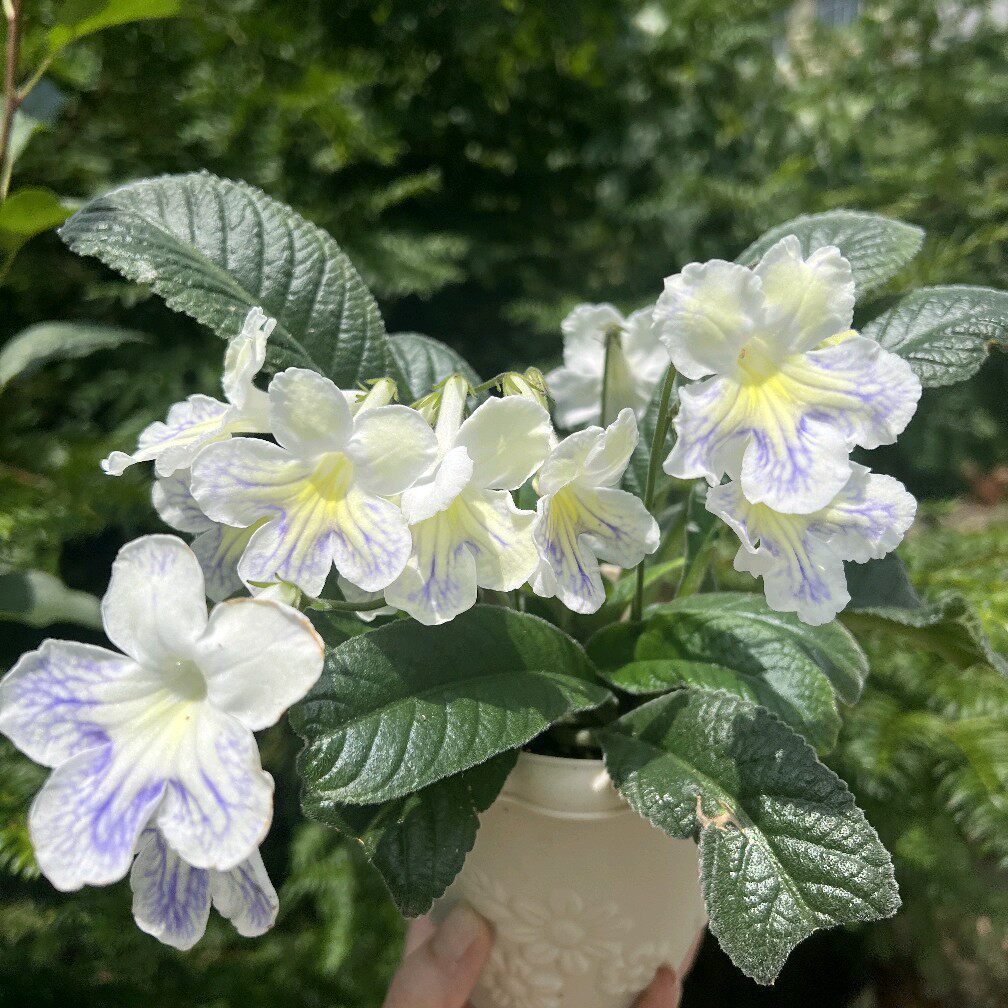 苦苣苔堇兰：蓝纹奶酪（国内培育）细叶品种，苗小慎拍