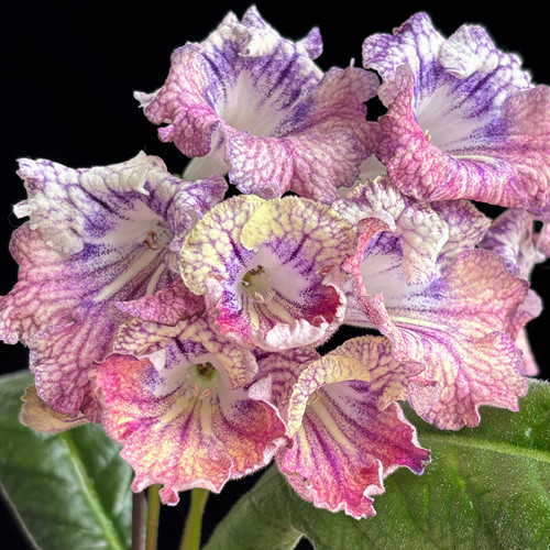 苦苣苔进口堇兰~歌曲，室内耐阴多季节开花多年生草本植物