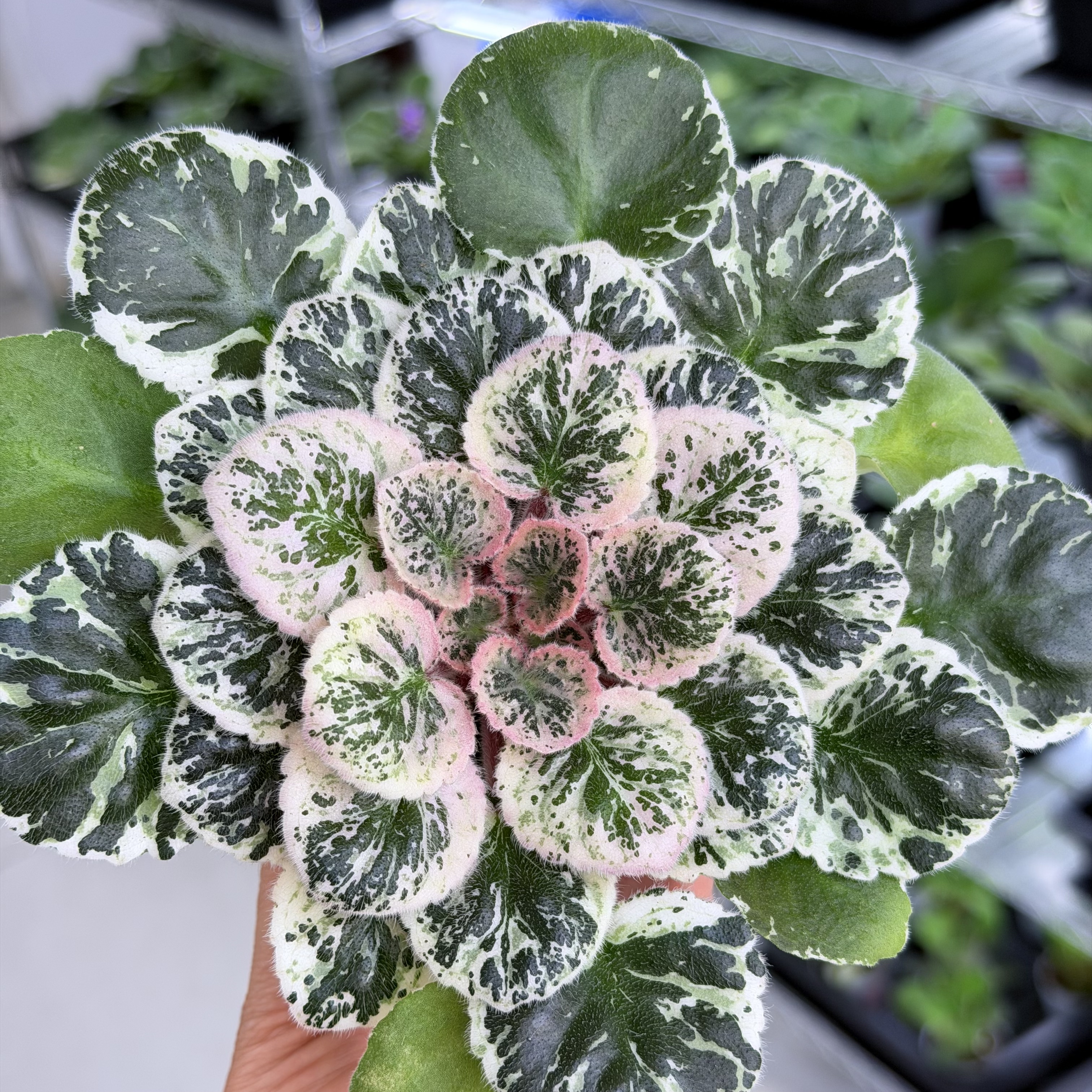 苦苣苔非洲堇：幸福少女，斑叶迷你不爱开花，非洲紫罗兰