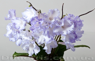 苦苣苔进口堇兰：DS-1907，小清新风格，室内耐阴多年生草本植物