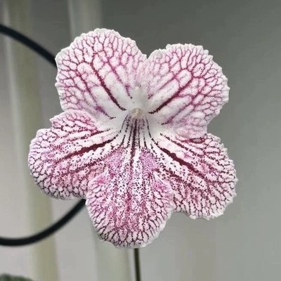 苦苣苔堇兰：MZ-A5，室内耐荫多季节开花多年生草本植物