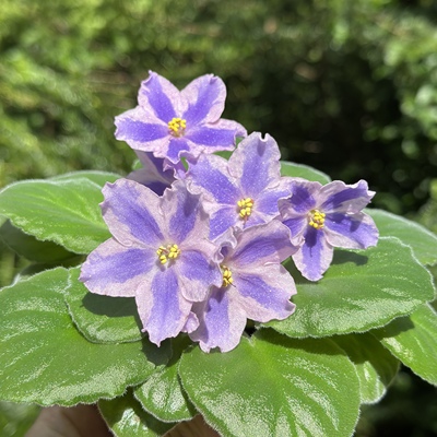 苦苣苔非洲堇缟花：紫色奇美拉，对版苗，标准十字花