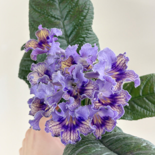 苦苣苔进口堇兰~苏格兰人，小株型小花型丰花爆花品种多季节开花