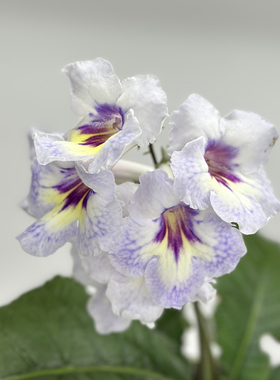 苦苣苔进口堇兰：Bukiet 花束，室内花卉，多年生草本植物