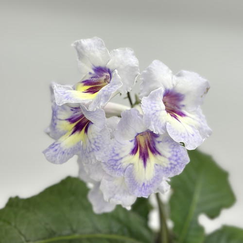 苦苣苔进口堇兰：Bukiet 花束，室内花卉，多年生草本植物